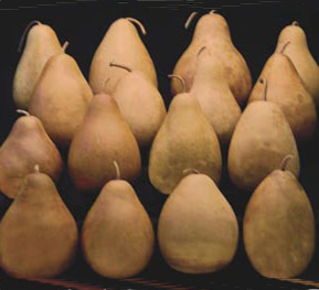 Pear Gourds
