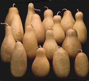 Tall Body Gourds